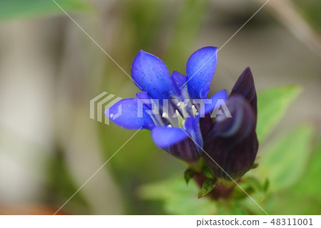 Oyama gentian Oyama gentian 48311001