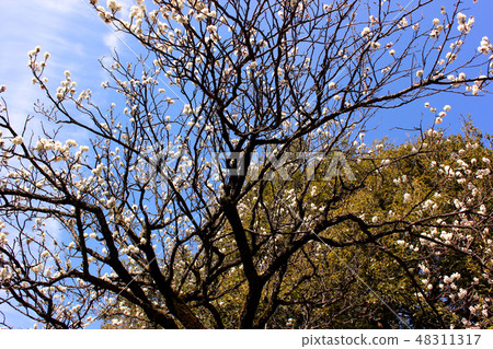 Plum blossoms at Fuchuin shop telling the arrival of spring (3) 48311317