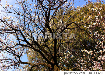 Plum blossoms at the Fukuiin Temple to announce the arrival of spring (4) 48311320