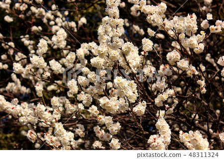 Plum blossoms at Fukurazaka telling the arrival of spring (6) 48311324