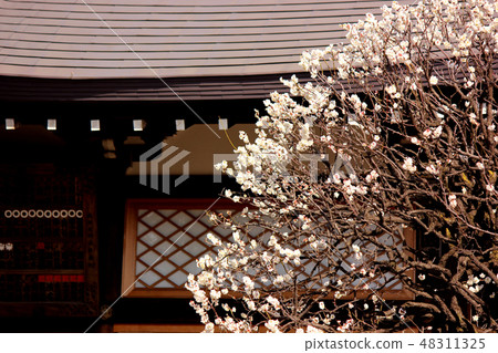 Plum blossoms at the Fuchuin shop telling the arrival of spring (7) 48311325