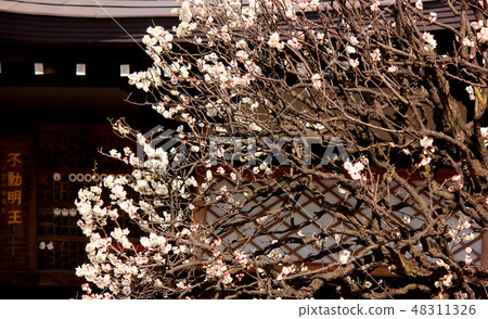 Plum blossoms at Fukuzenin telling the arrival of spring (8) 48311326