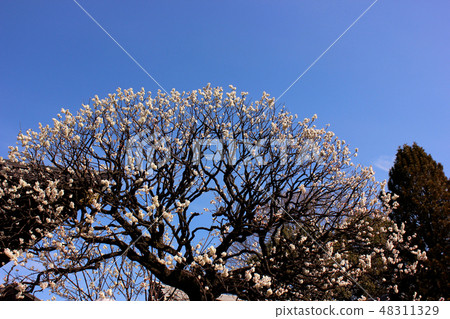 Plum blossoms at Fukura shrine drawing a beautiful arc 48311329