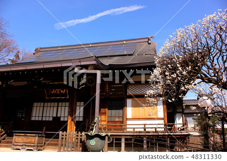 寺廟的主要寺廟和盛開的梅花（2） 48311330