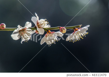 Plum blossom  48311470