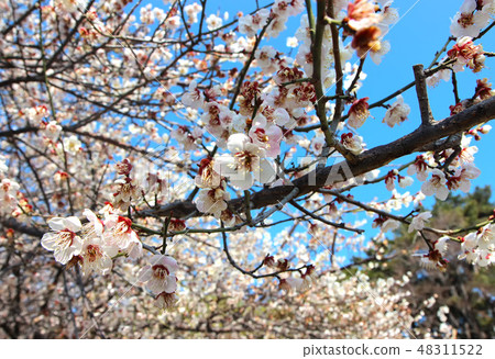 Pinnacle in swimming park Early spring day plum blossoms Pinnacle in swimming park Early spring day plum blossoms 48311522