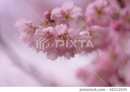 Snow cherry blossoms in full bloom Snow cherry blossoms in full bloom 48312034