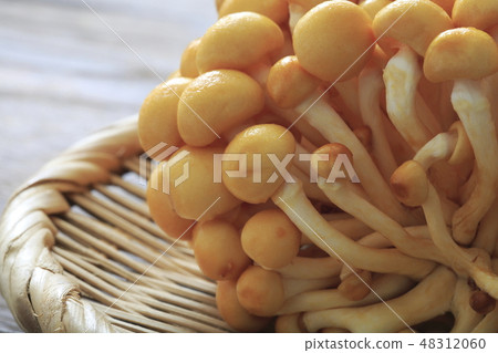 Namiko "String Tomari Nomiko" 48312060