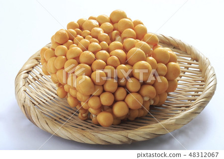 Namiko "String Tomari Nomiko" 48312067