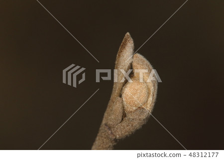 Natural plant manesak, winter bud. Bud scales are peeled off and naked buds are leaf buds Natural plant manesak, winter bud. Bud scales are peeled off and naked buds are leaf buds 48312177