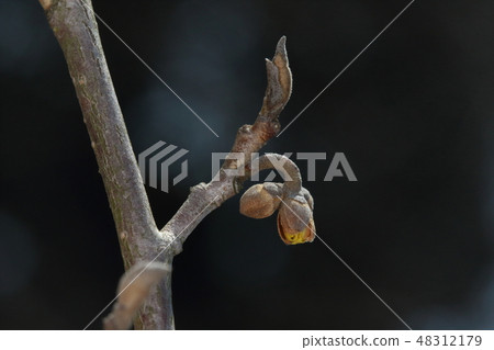 Natural plant Manzaku, it is winter bud. The tip is leaf bud, the round flower bud has begun to slightly ① Natural plant Manzaku, it is winter bud. The tip is leaf bud, the round flower bud has begun to slightly ① 48312179