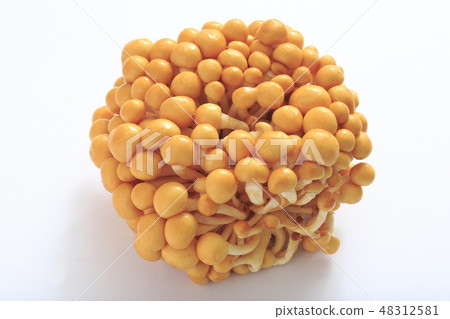 Namiko（庫存釣魚Nameko） 48312581