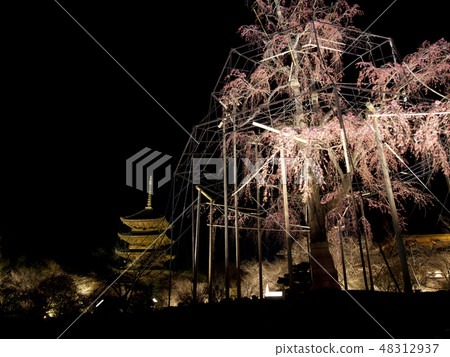 [京都府]東寺在夜間照明 48312937