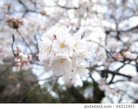 櫻花吉野櫻花樹 48312951