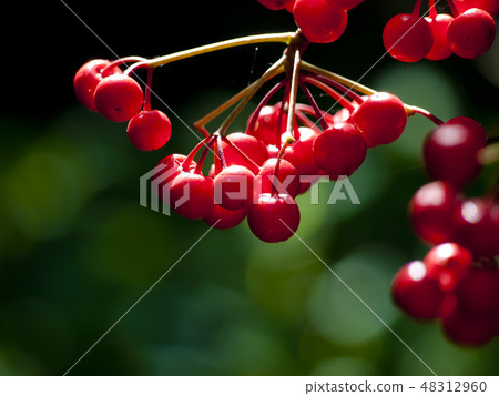 Nanten Fruit 48312960