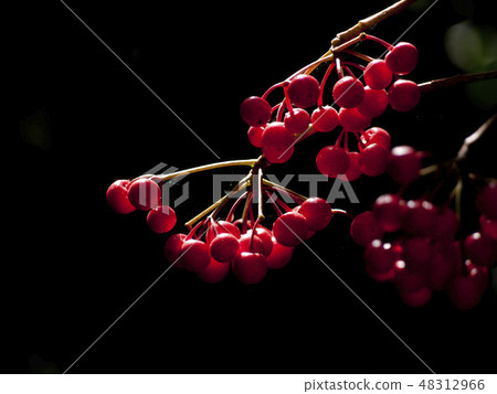 Nanten Fruit 48312966