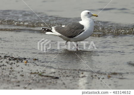 Sega gulls who have lost one foot 48314632