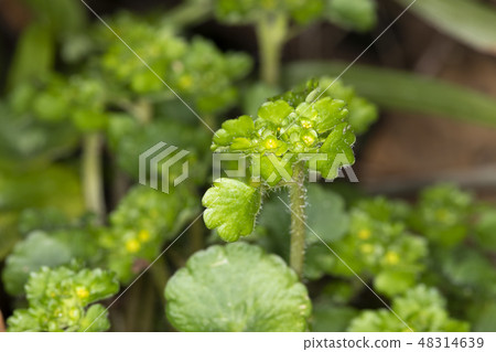 Chrysosplenium Chrysosplenium 48314639
