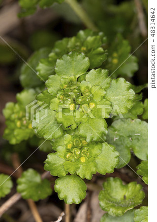 芨芨草 48314642