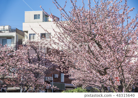 [Atami Sakura] 48315640