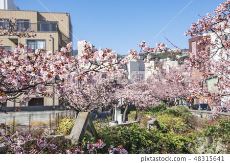 [Atami Sakura] 48315641