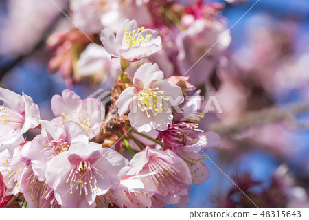 [Atami Sakura] 48315643