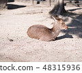 Miyajima's deer 48315936