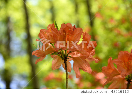杜鵑花 杜鵑花 48316113