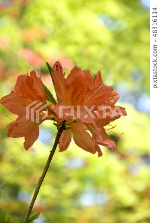 Ranged azalea Ranged azalea 48316114