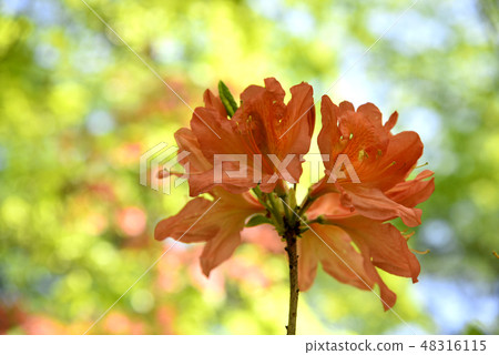 杜鵑花 48316115