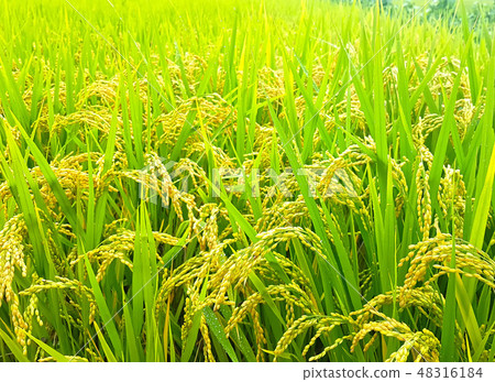 慶尚南道昌原村 48316184