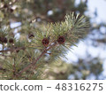 Pinecone 48316275