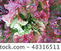 sunny lettuce 48316511