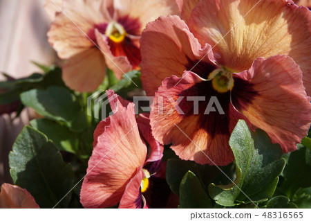 三色堇 三色堇 48316565