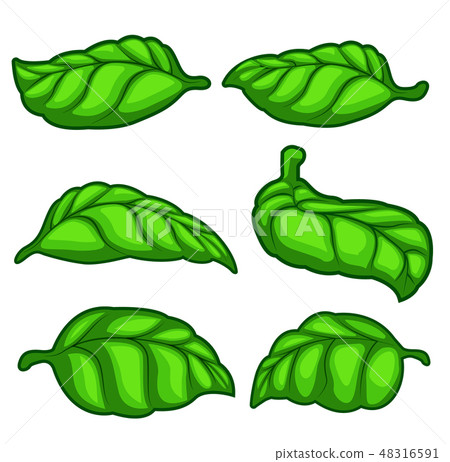 Fresh green basil herb leaves isolated on white background. Fresh green basil herb leaves isolated on white background. 48316591