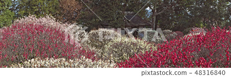 [Domeiji Temple Tenmangu Ume Festival] (High-resolution version) 1 Domyoji, Fujiidera City, Osaka Prefecture 48316840