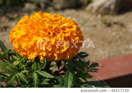 Marigold  48317130