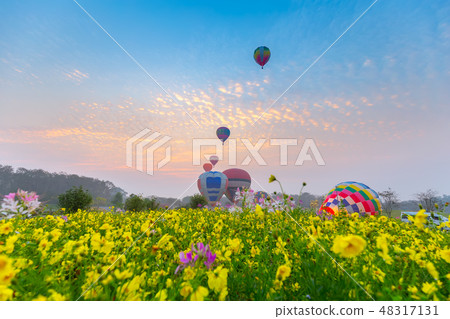 hot air balloons flying over Flower field hot air balloons flying over Flower field 48317131