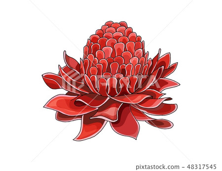 Cartoon halftone with Etlingera Elatior flower. Vector hand drown colored sketch Cartoon halftone with Etlingera Elatior flower. Vector hand drown colored sketch 48317545