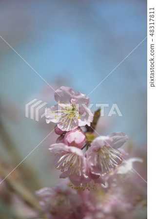 在早春的雪櫻花 48317811