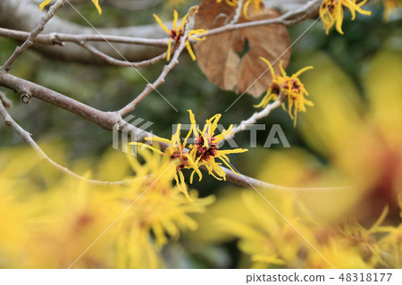Witch hazel flower Witch hazel flower 48318177