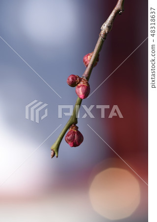 Dangling plum 48318637