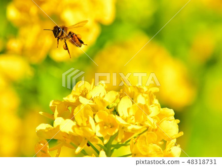 Rape flowers and honey bees 48318731