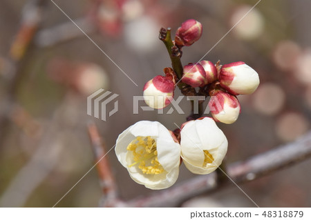 plum	 48318879