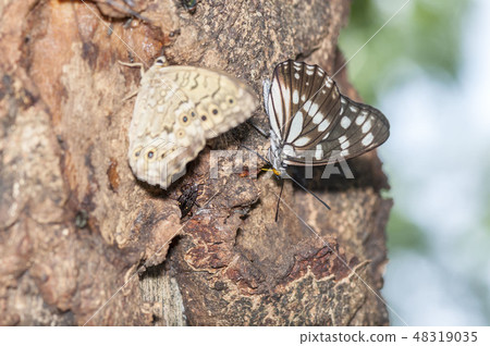 Gomadarachou 48319035