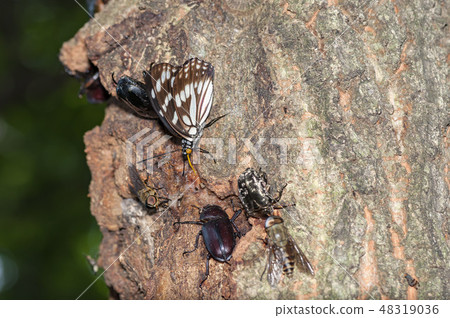 Gomadarachou 48319036