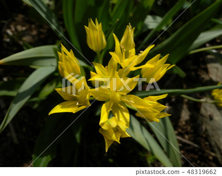 鬱金香 鬱金香 48319662