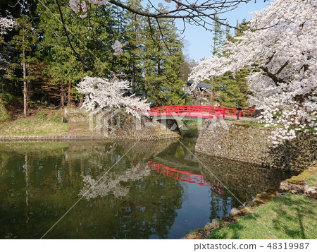 在盛開和紅色橋樑的吉野櫻桃樹 在盛開和紅色橋樑的吉野櫻桃樹 48319987