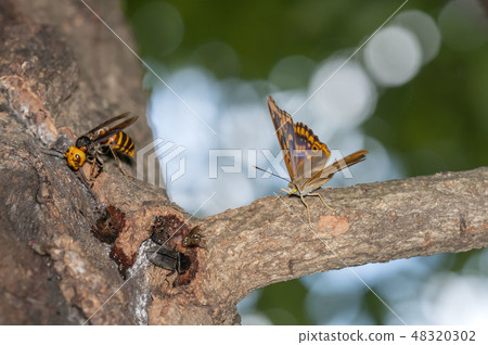 深紫色 深紫色 48320302