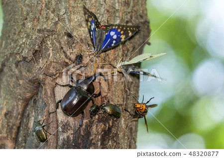 Oomurasaki Oomurasaki 48320877